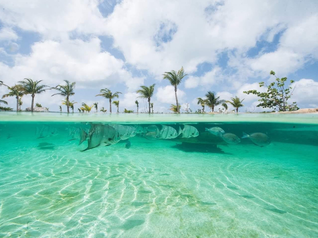 My Bahamas VIP Concierge