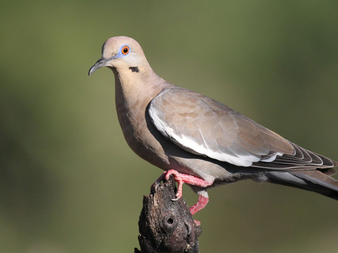 Battiste's Bed, Breakfast & Birds主图