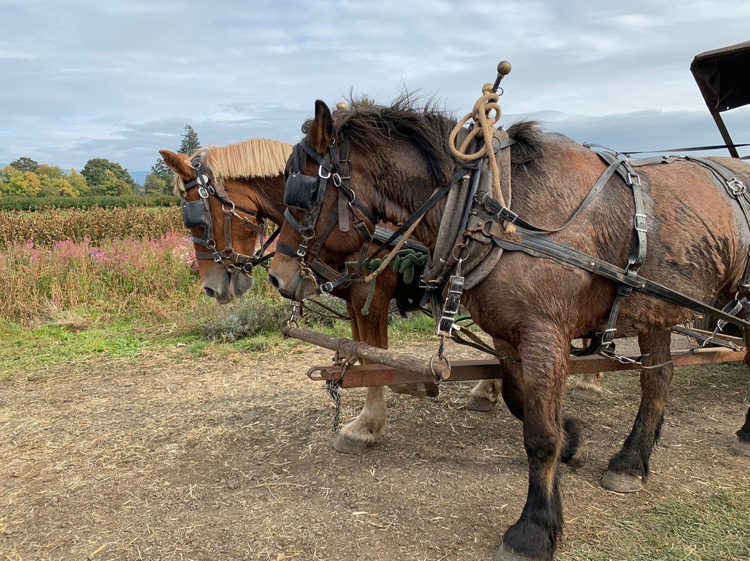 Thistledown Farm-Junction City必去景点