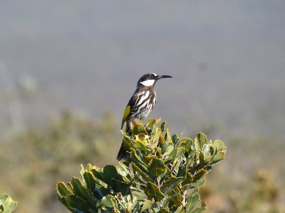 Sepulcralis Hill Lookout-Hopetoun必去景点
