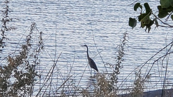 Pahranagat National Wildlife Refuge景点图片