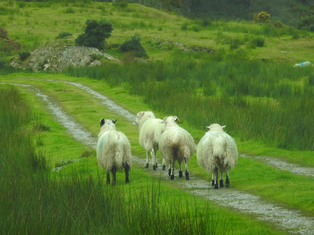 Uragh Stone Circle-Tuosist必去景点