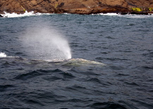 Tradewinds Charters-Depoe Bay必去景点