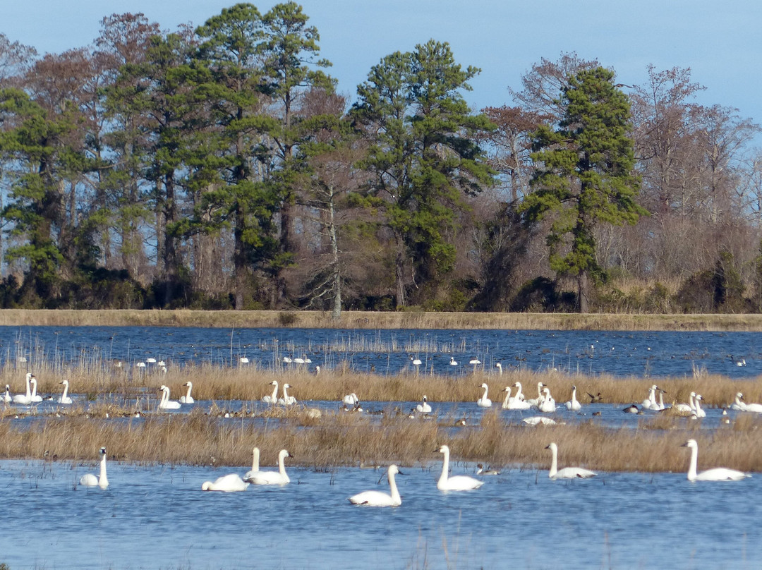 Mattamuskeet National Wildlife Refuge
