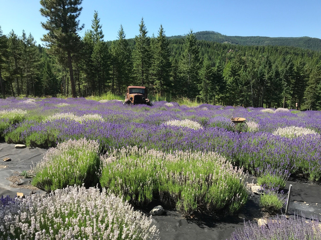 Purple mountain lavender景点图片