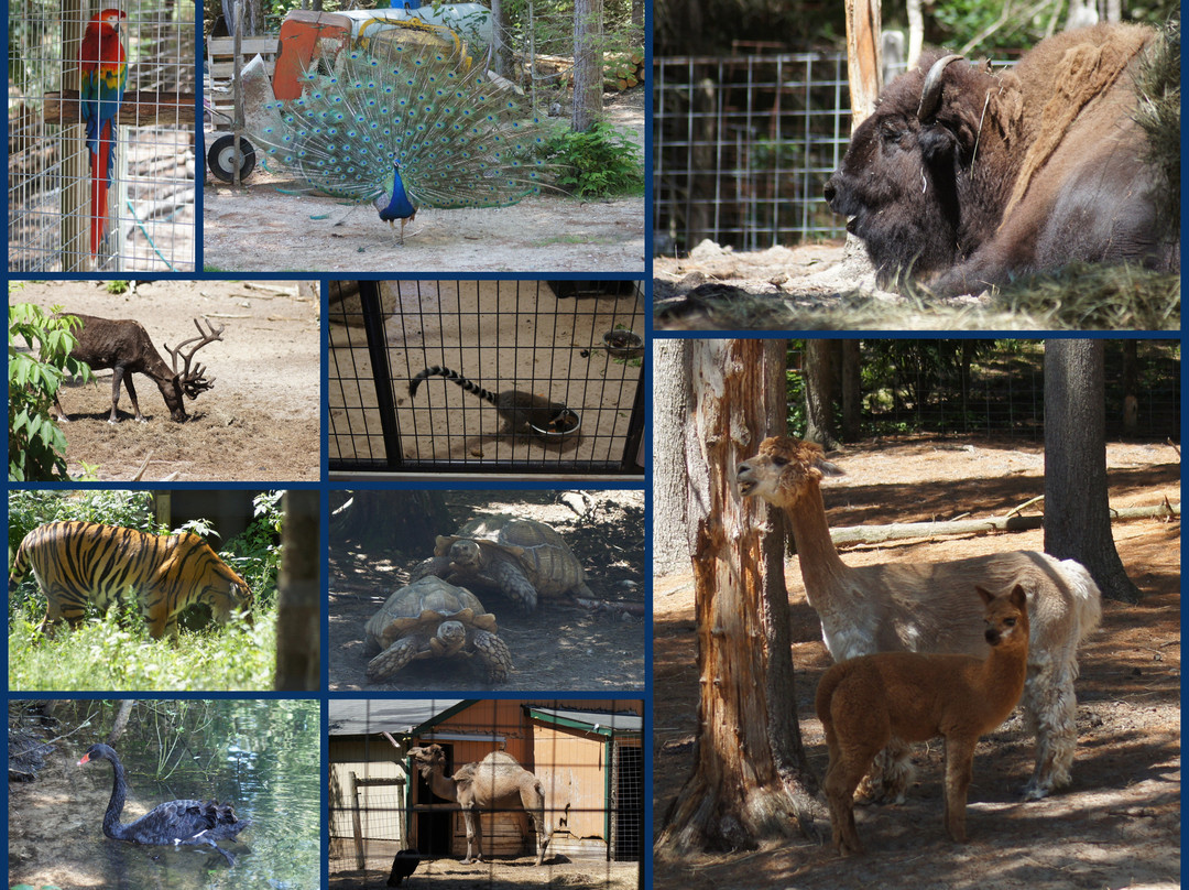 GarLyn Zoo Wildlife Park景点图片