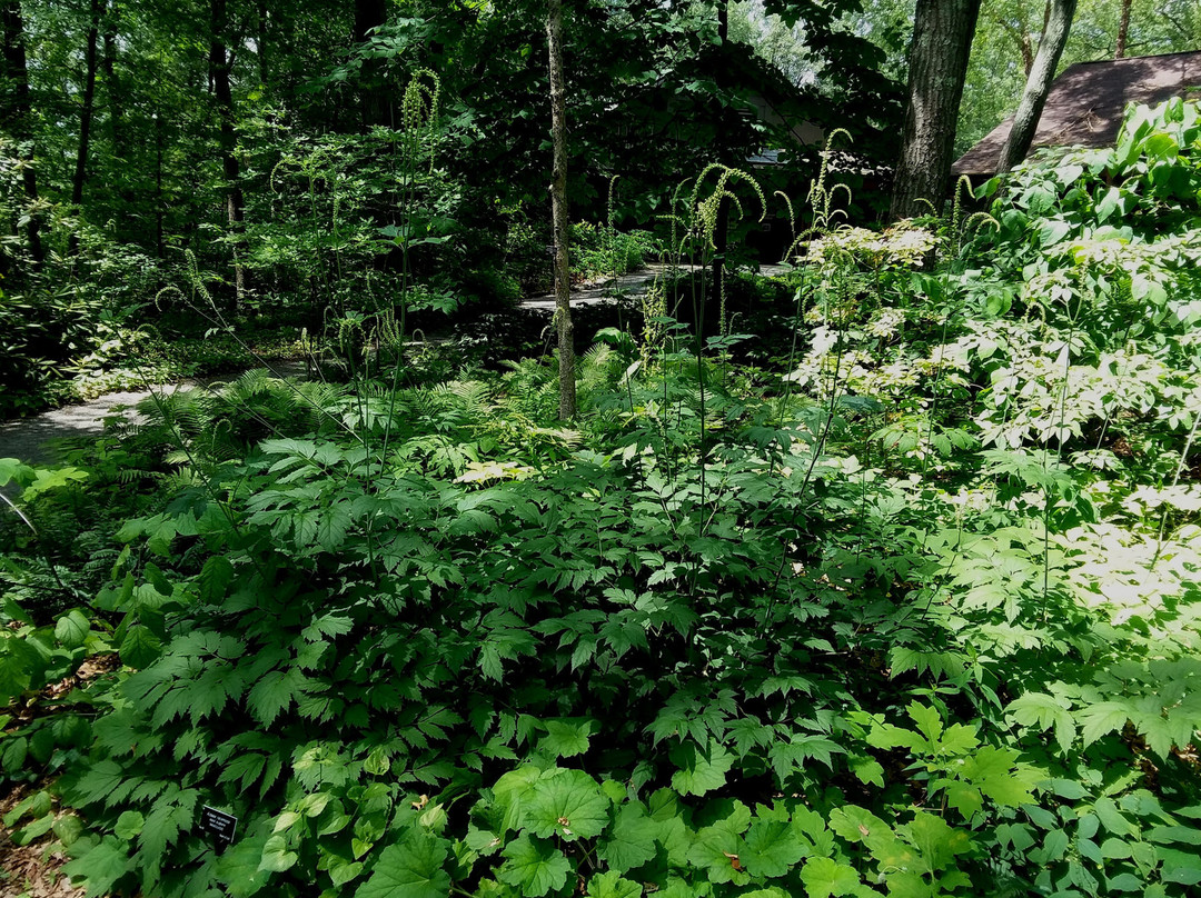 New England Wild Flower Society Garden in the Woods景点图片