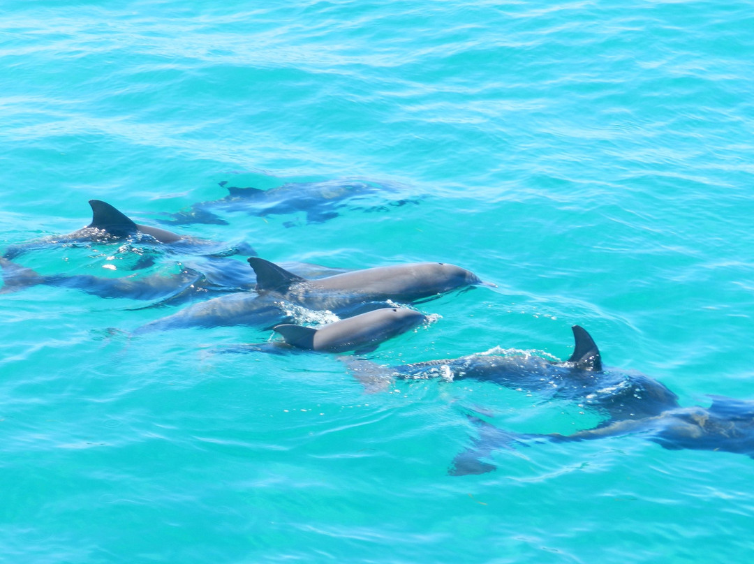 巴拿马城海滩旅游景点-Shell Island