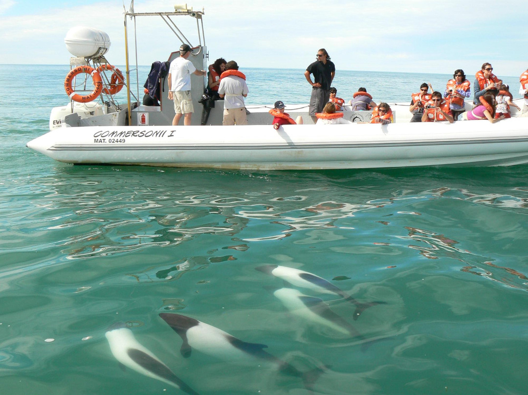 Estacion Maritima Commersonii