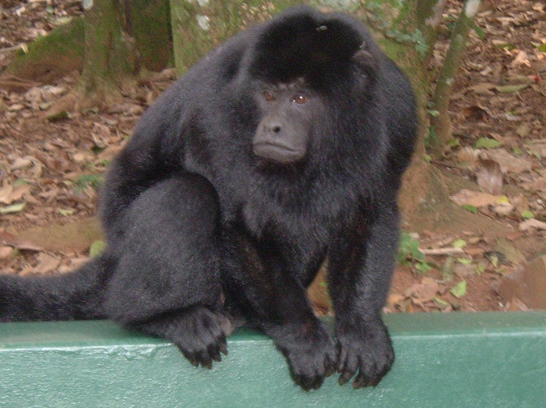 Zoologico Municipal de Cascavel - Danilo José Galafassi-Cascavel必去景点