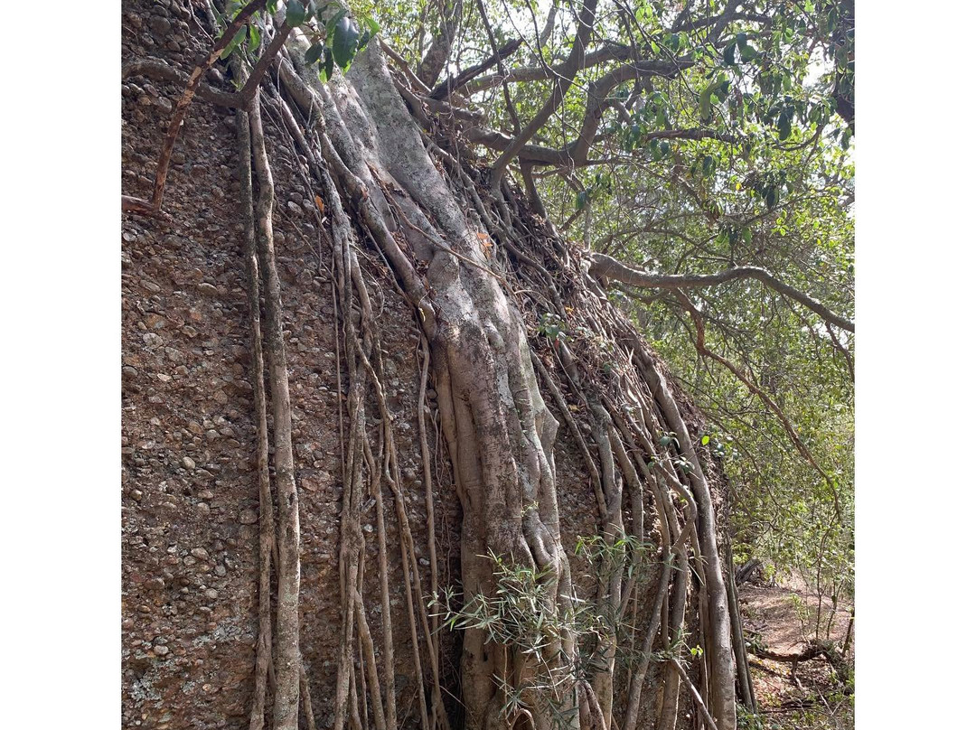 Eye of the Needle Walk-Murrurundi必去景点