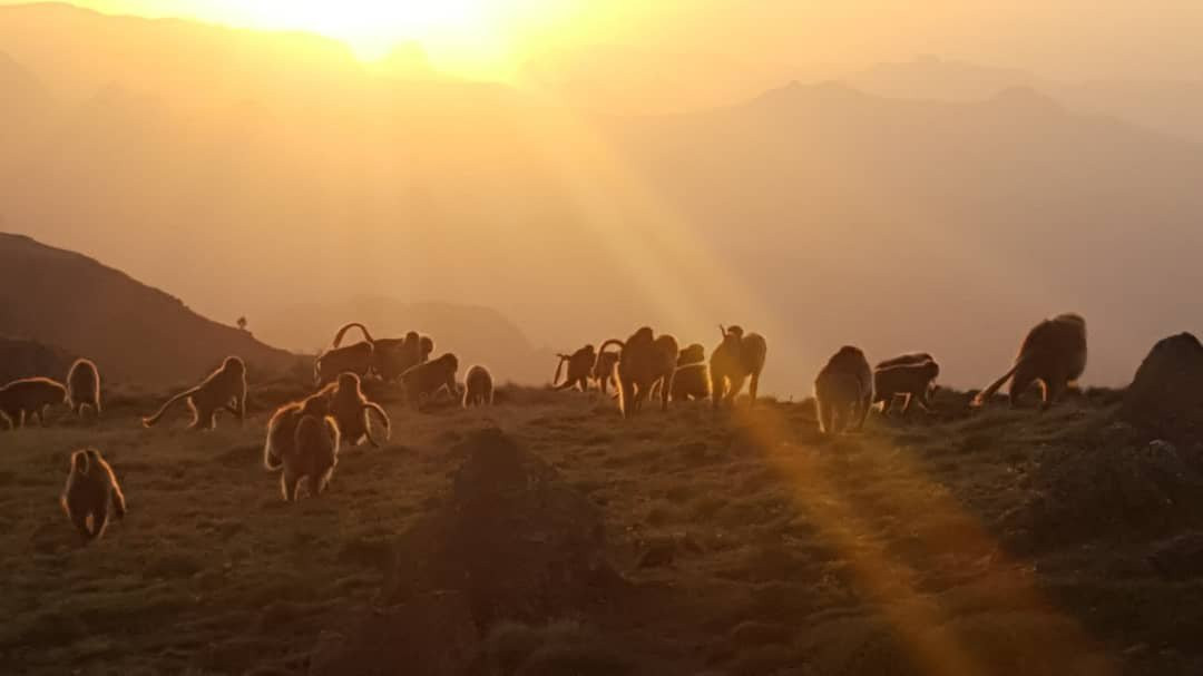 Ethio Simien Eco Tours-Amhara Region必去景点