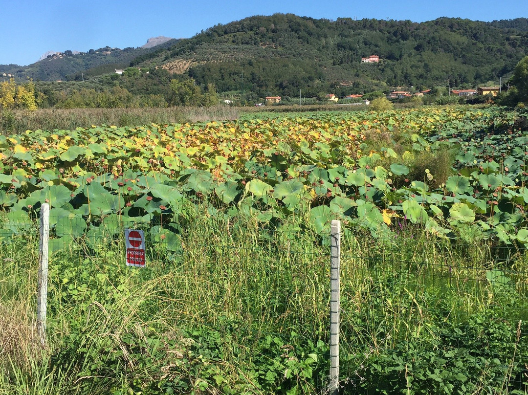 Percorso ciclopedonale Fior di Loto景点图片