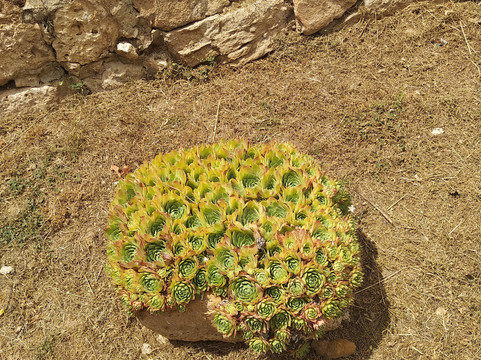 Barca旅游攻略图片