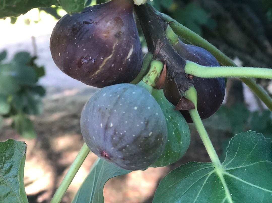 Chambres de Pech Mortier主图