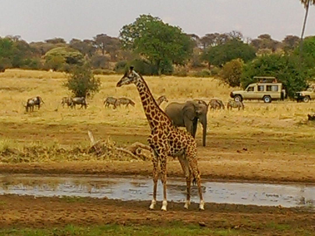 Tarangire National Park景点图片