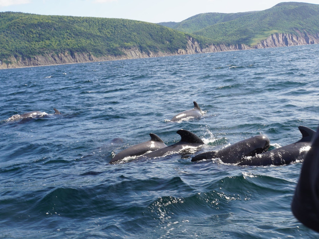 Pleasant Bay Zodiac Tours景点图片