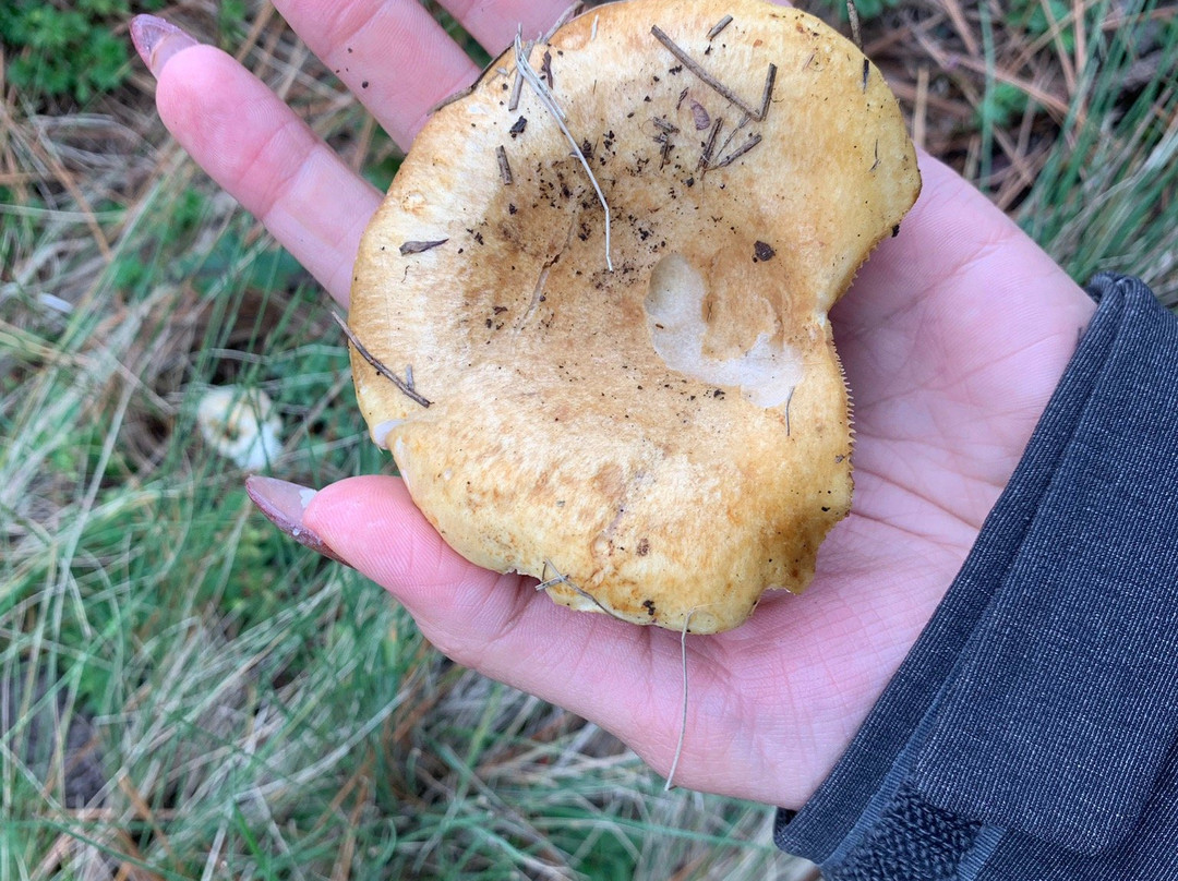 Cumbres Del Ajusco National Park-墨西哥城必去景点