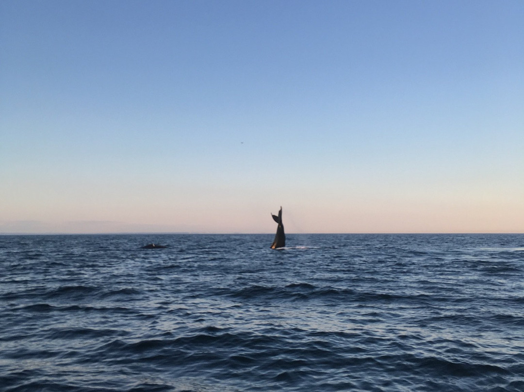 Island Cruises Whalewatching-Campobello Island必去景点