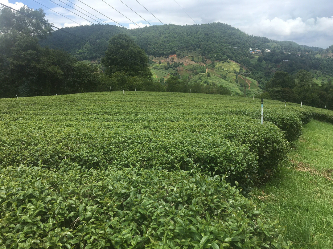 101 Tea Plantation景点图片