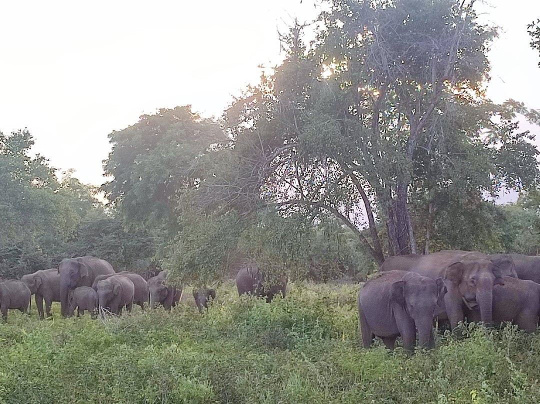 Lunugamvehera National Park By Wildtrails Safari-Thanamalwila必去景点