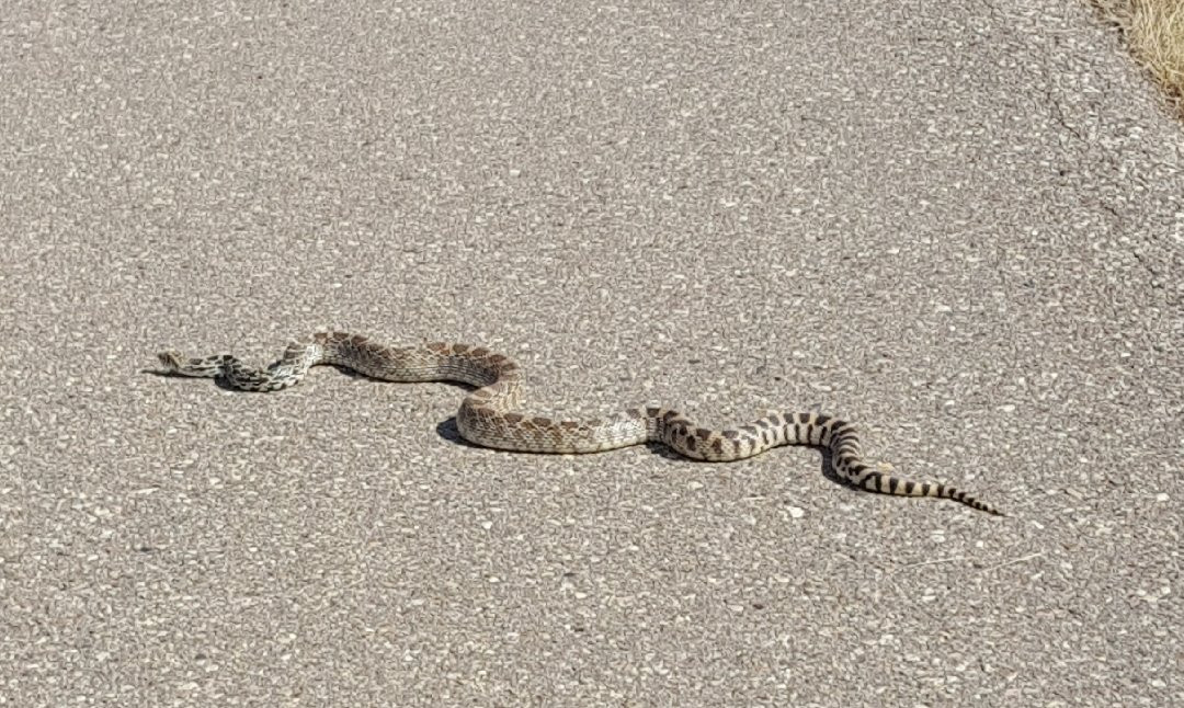 Medicine Hat Visitor Centre-梅迪辛哈特必去景点