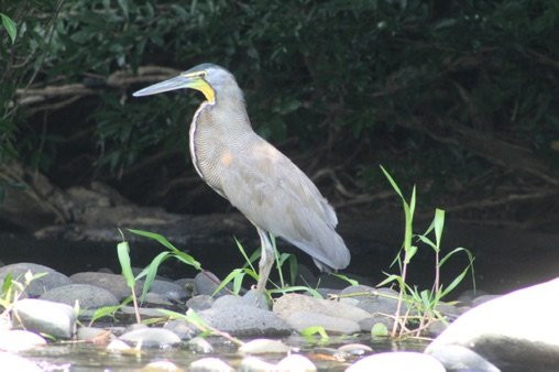 Safaris Corobici-Costa Rica River Trips景点图片