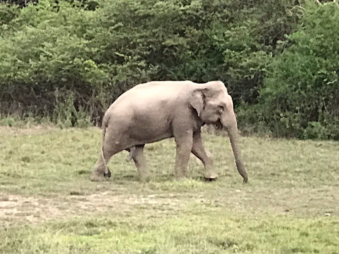 Rathnapriya Safari Guest Galoya主图