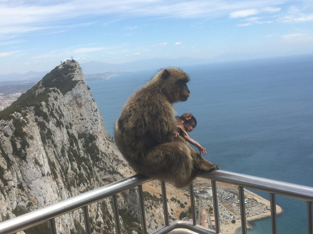 Gibraltar Sightseeing-Gibraltar Town必去景点