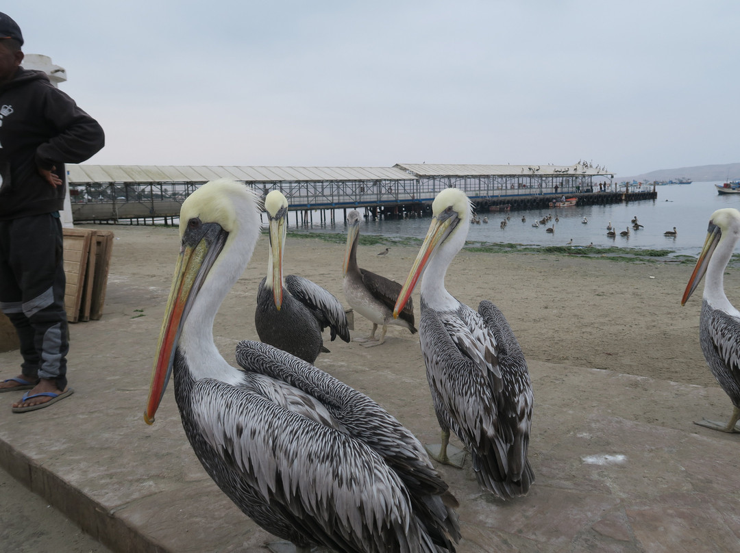 帕拉卡斯豪华精选度假酒店主图
