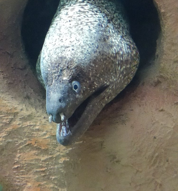 Acquario dell'Elba景点图片