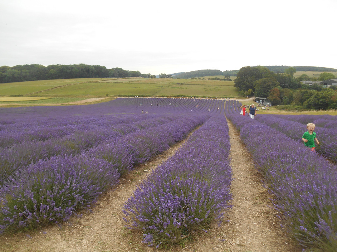 Lordington Lavender景点图片
