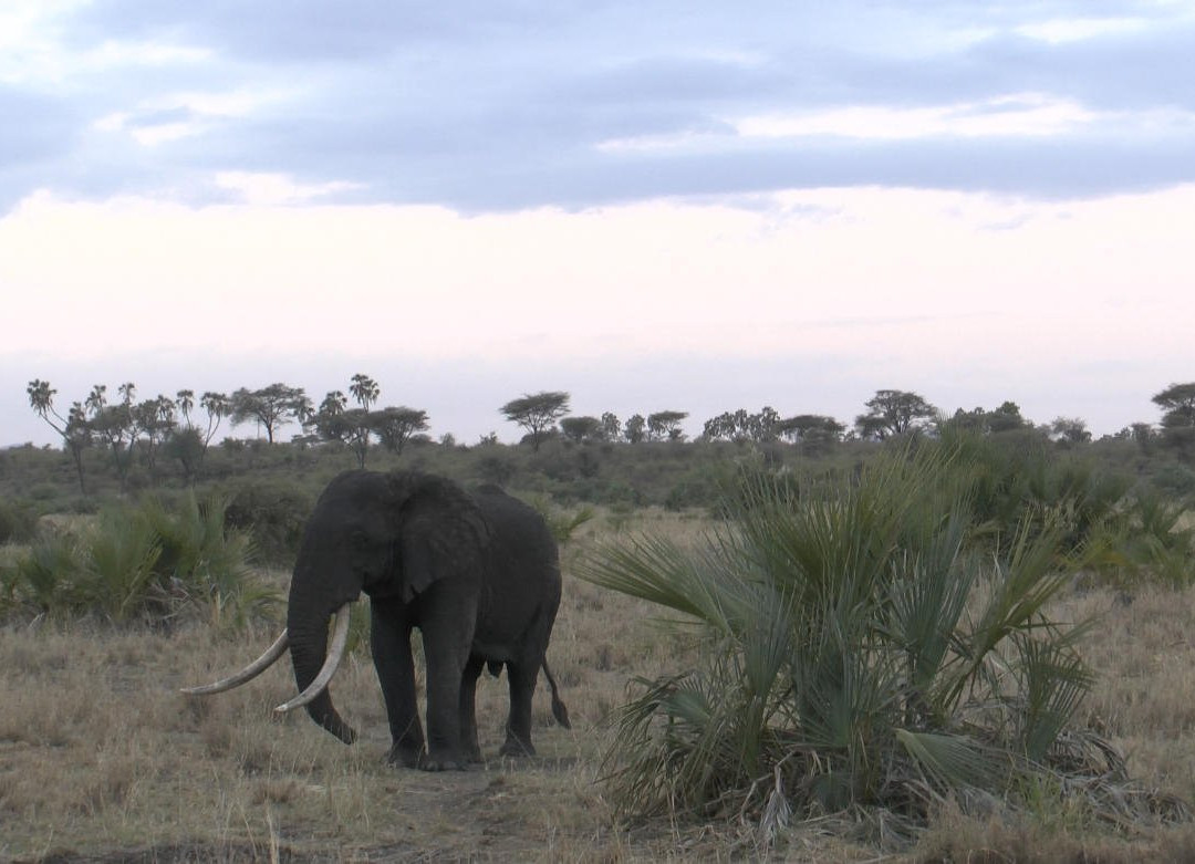 null-Meru National Park