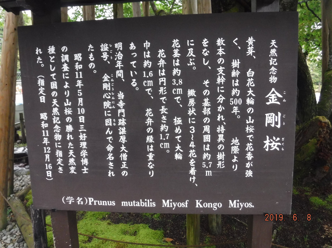 Kongozakura-日光市必去景点