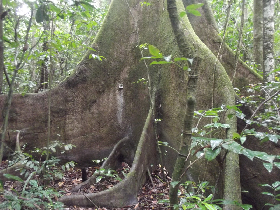 Ankasa Conservation Area-阿克拉必去景点