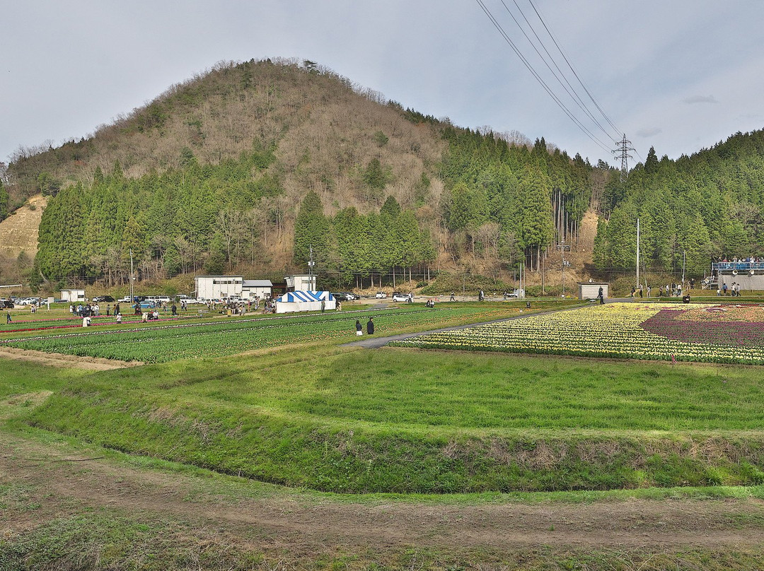 Tanto Flower Park-丰冈市必去景点