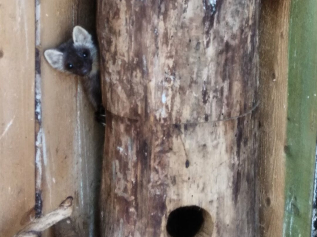 Eco park Zalesye-彼得罗扎沃茨克必去景点