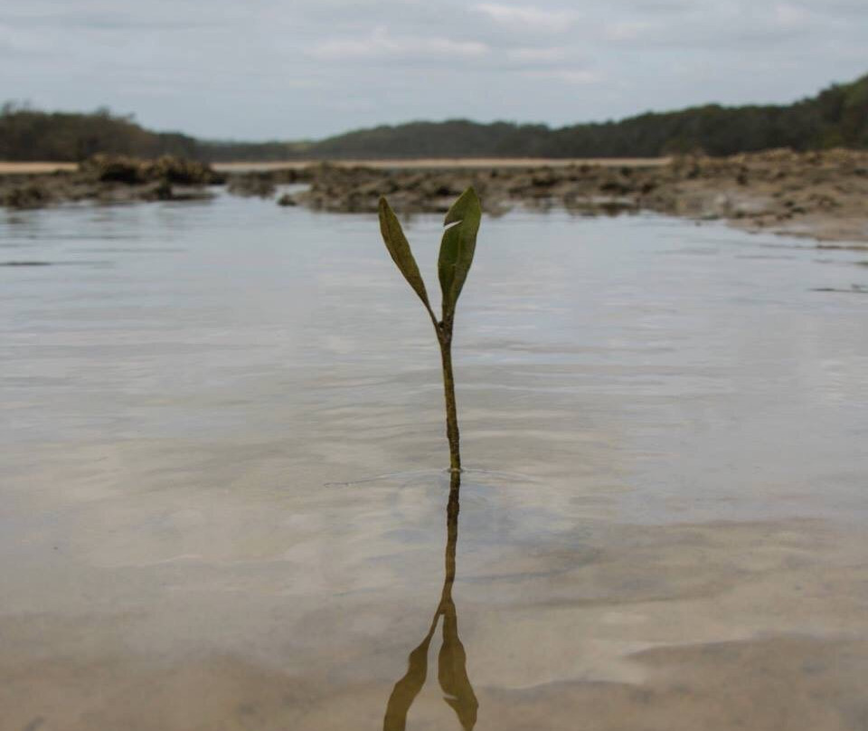 Spirit of the Rainforest景点图片
