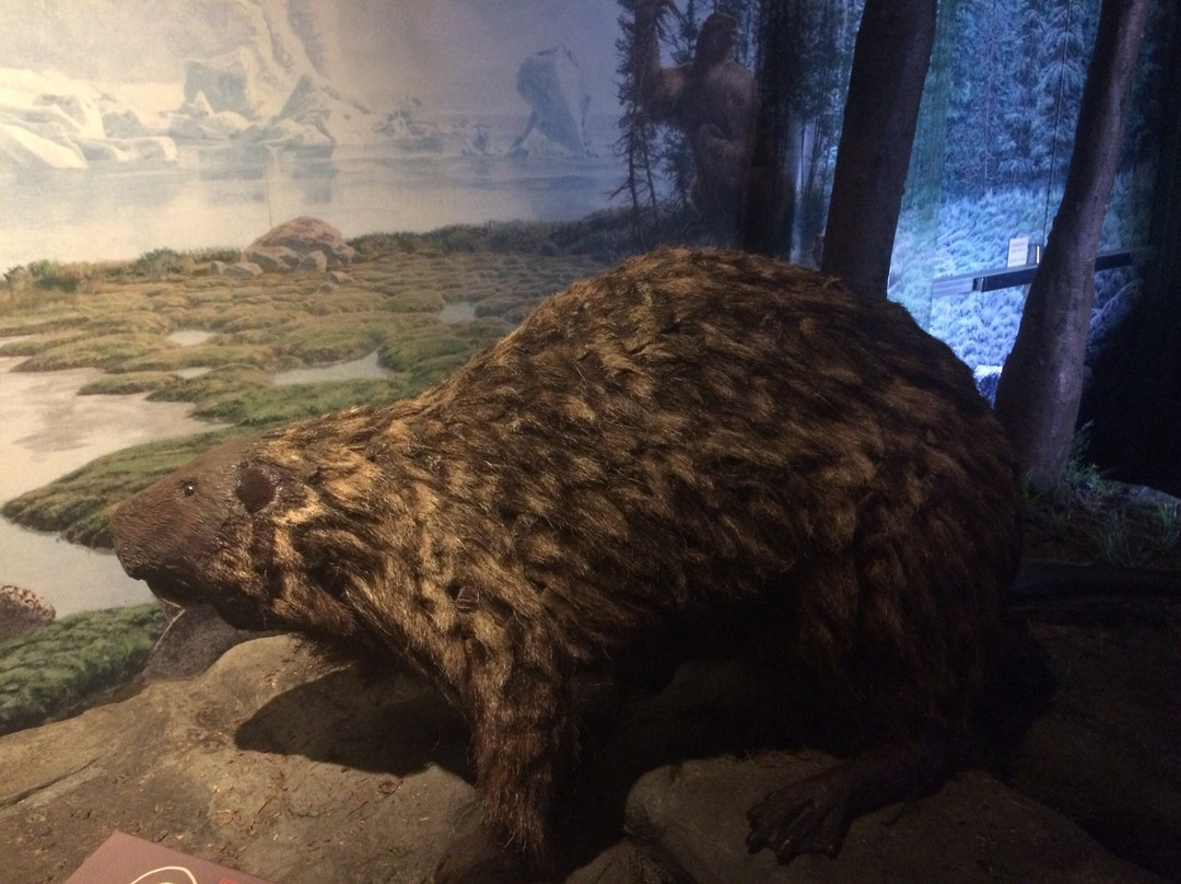 Kenosha Public Museum-基诺沙必去景点