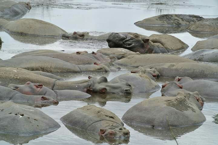 Grumeti River-塞伦盖蒂国家公园必去景点