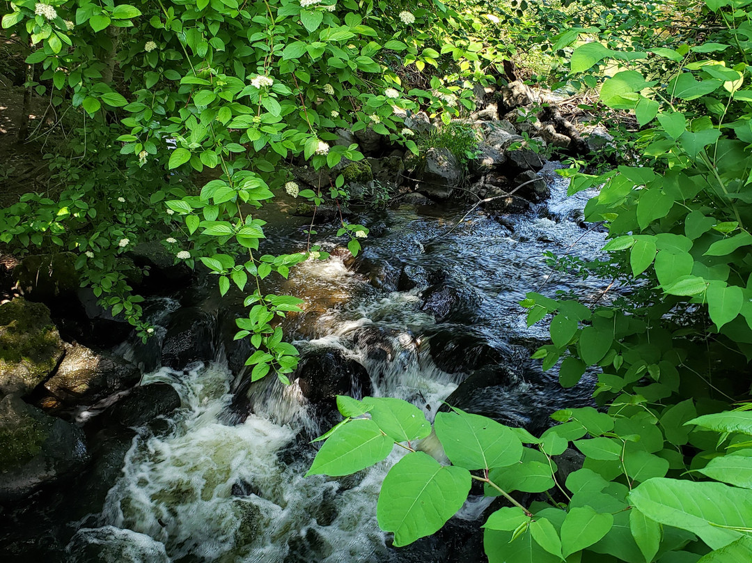Wallace Swamp Creek Park-Kenmore必去景点