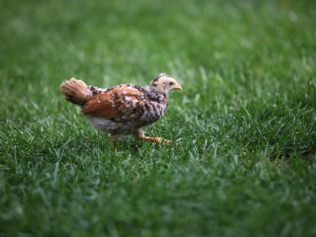 Granja Escuela Xuberoa-Larrayoz必去景点