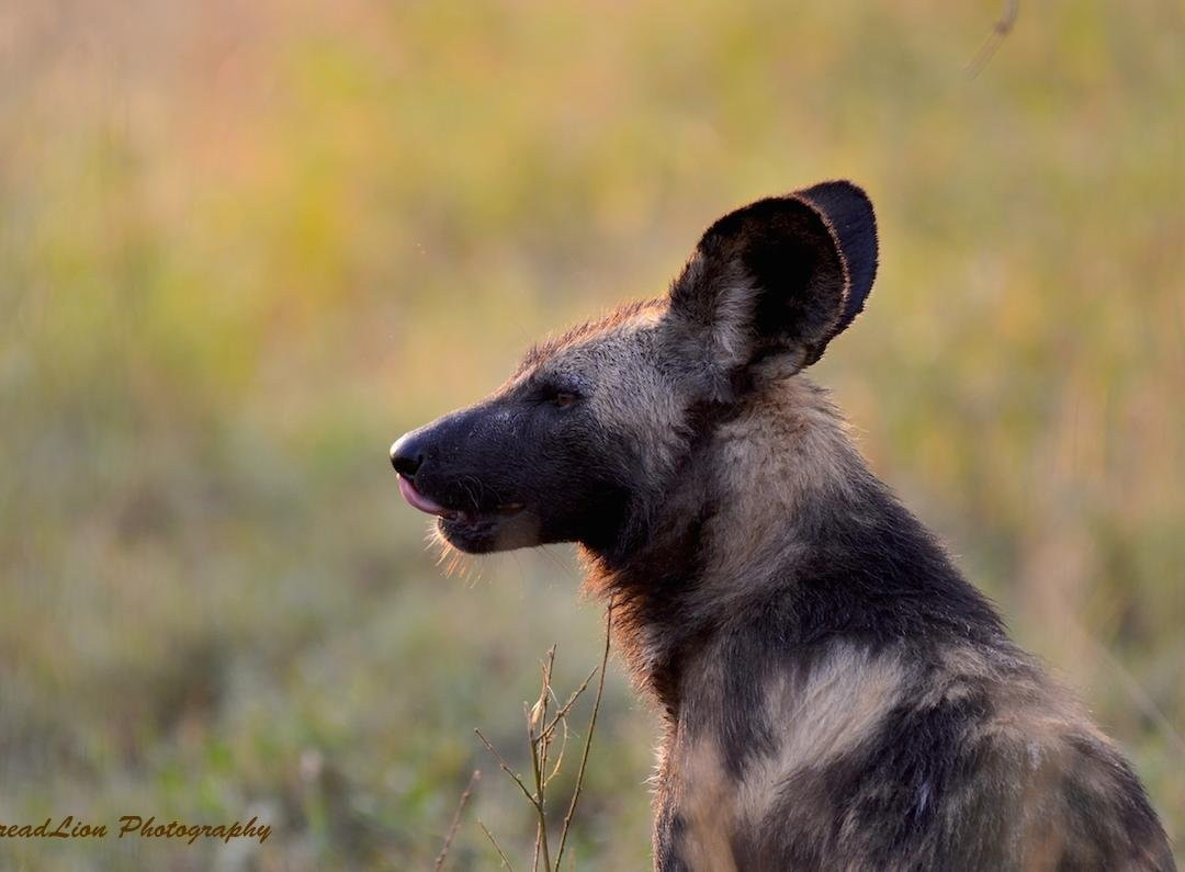 DreadLion Safaris-雾观必去景点