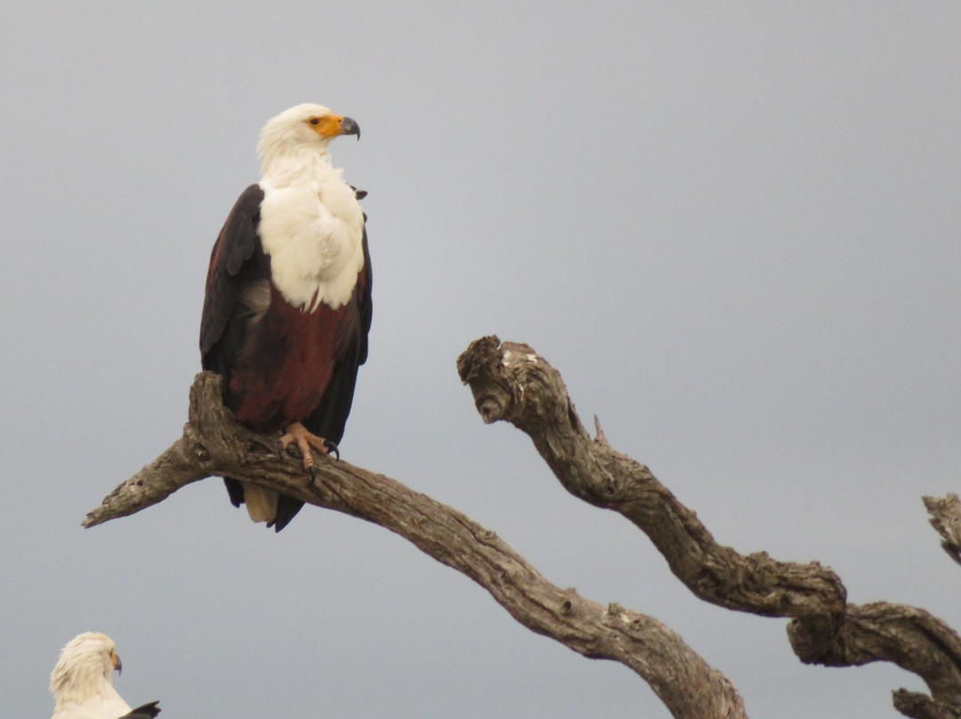 Crowned Eagle Tours and Safaris景点图片