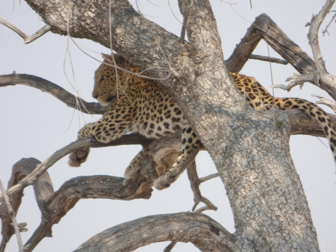 Tsumeb Backpackers & Safaris