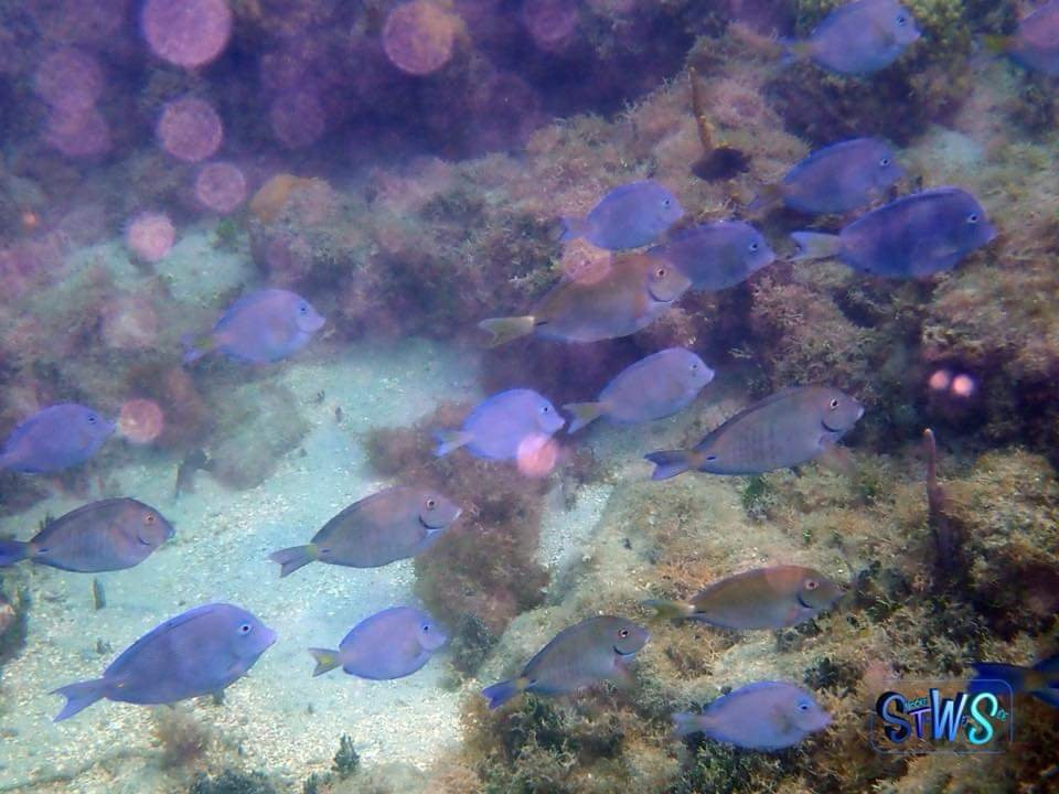 Snorkel the WetSide-夏洛特阿马利亚必去景点