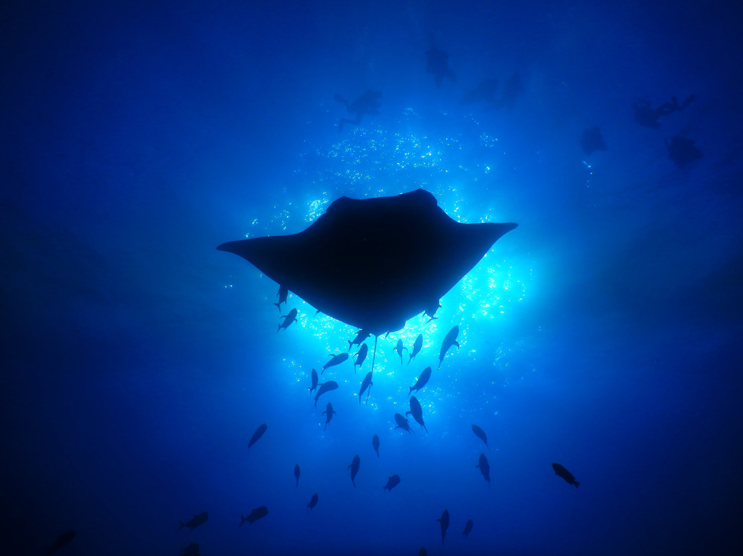 Socorro Island-卡波圣卢卡斯必去景点