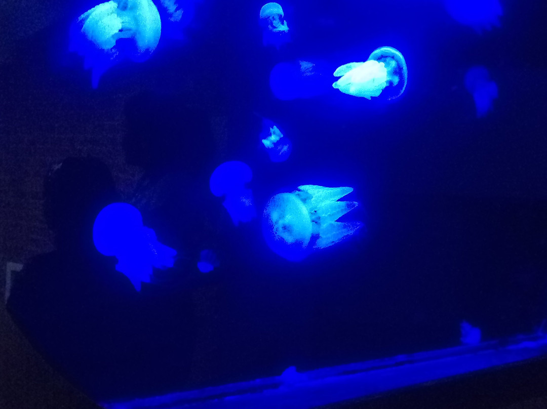 Varkala Aquarium-瓦卡拉必去景点