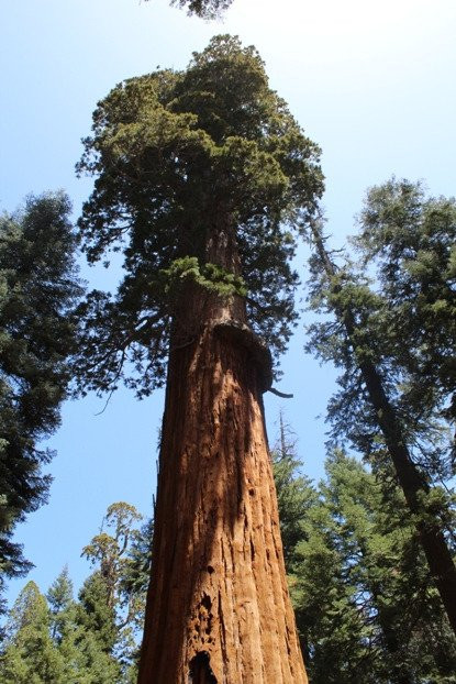 McKinley Tree景点图片