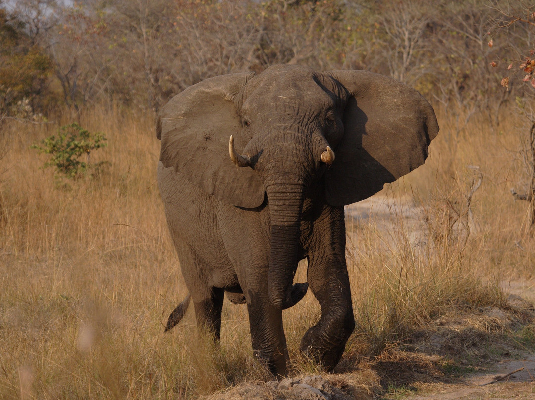 null-Kafue National Park